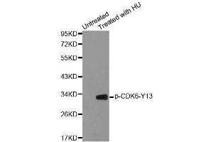 Western blot analysis of extracts from 293 cells using Phospho-CDK6-Y13 antibody (ABIN2987941). (CDK6 antibody  (pTyr13))
