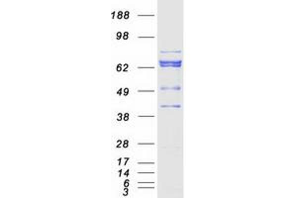 PKC beta Protein (Transcript Variant 2) (Myc-DYKDDDDK Tag)