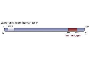 Image no. 1 for anti-CG7626 Gene Product From Transcript CG7626-RA (SPT5) (AA 866-985) antibody (ABIN968370) (CG7626 Gene Product From Transcript CG7626-RA (SPT5) (AA 866-985) antibody)