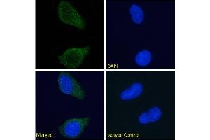 Immunofluorescence staining of fixed U251 cells with anti-tau antibody Tau-5. (Recombinant tau antibody)