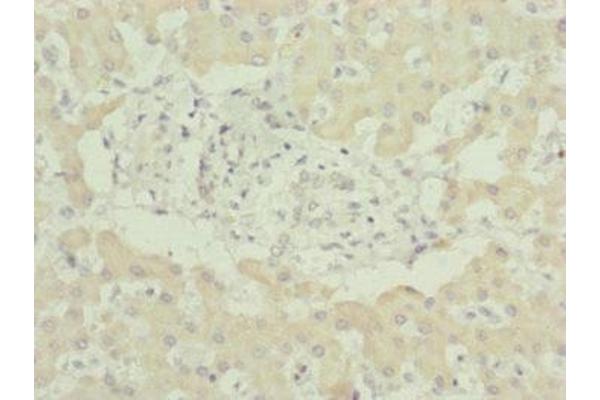 MNF1 antibody  (AA 14-126)