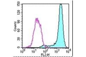 Image no. 1 for anti-Fc Fragment of IgE Receptor Ia (FCER1A) antibody (Biotin) (ABIN475080) (Fc epsilon RI/FCER1A antibody  (Biotin))