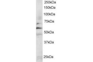 Image no. 1 for anti-FYN Oncogene Related To SRC, FGR, YES (FYN) (AA 4-16) antibody (ABIN290343) (FYN antibody  (AA 4-16))