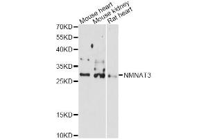 Western blot analysis of extracts of various cell lines, using NMNAT3 antibody (ABIN6290676) at 1:3000 dilution. (NMNAT3 antibody)