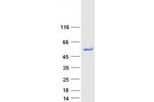 TRIT1 Protein (Myc-DYKDDDDK Tag)