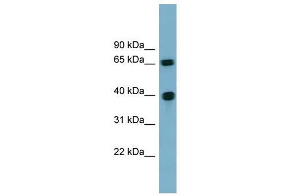 Cyclin J antibody  (N-Term)