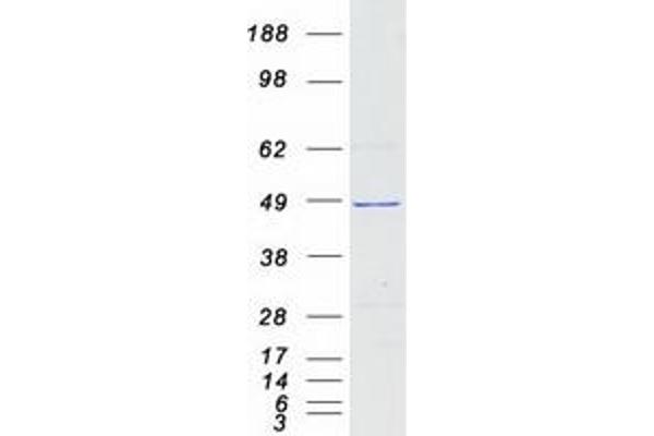 SDS3 Protein (Myc-DYKDDDDK Tag)