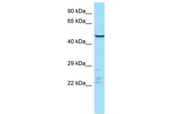 ENDOU antibody  (Middle Region)