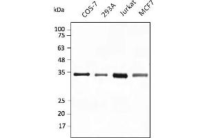 Western Blotting (WB) image for anti-Glyceraldehyde-3-Phosphate Dehydrogenase (GAPDH) (C-Term) antibody (DyLight 550) (ABIN7273057) (GAPDH antibody  (C-Term) (DyLight 550))
