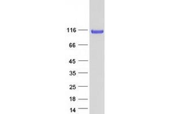 SRRT Protein (Transcript Variant 1) (Myc-DYKDDDDK Tag)