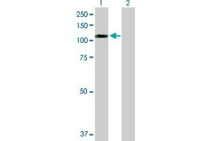 Western Blot analysis of SNX19 expression in transfected 293T cell line by SNX19 MaxPab polyclonal antibody. (SNX19 antibody  (AA 1-803))