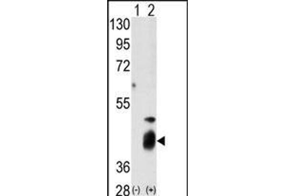 DUSP7 antibody  (N-Term)