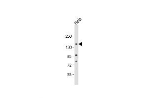 Western Blot at 1:1000 dilution + Hela whole cell lysate Lysates/proteins at 20 ug per lane. (NRIP1 antibody  (AA 586-613))