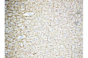 Anti-Myelin Basic Protein antibody, IHC(P) IHC(P): Rat Brain Tissue (MBP antibody  (C-Term))