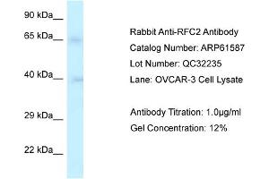 Western Blotting (WB) image for anti-Replication Factor C (Activator 1) 2, 40kDa (RFC2) (Middle Region) antibody (ABIN786448) (RFC2 antibody  (Middle Region))