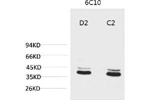 Western blot analysis of 1) Mouse Brain Tissue, 2) Rat Brain Tissue with P44/42 MAPK (ERK1/2) Mouse mAb diluted at 1:2000. (ERK1/2 antibody)