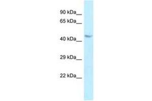 Image no. 1 for anti-BCL2-Associated Athanogene 4 (BAG4) (AA 226-275) antibody (ABIN6747944) (BAG4 antibody  (AA 226-275))