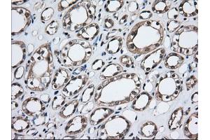 Immunohistochemical staining of paraffin-embedded Human Kidney tissue using anti-TBXAS1 mouse monoclonal antibody. (TBXAS1 antibody)