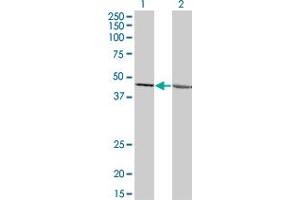 Western Blot analysis of LFNG expression in transfected 293T cell line by LFNG monoclonal antibody (M05A), clone 3C4. (LFNG antibody  (AA 1-250))