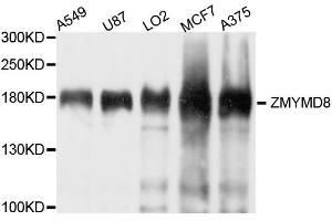 Western blot analysis of extract of various cells, using ZMYND8 antibody. (ZMYND8 antibody)