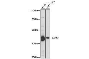 Western blot analysis of extracts of various cell lines, using FARS2 antibody (ABIN6292918) at 1:1000 dilution. (FARS2 antibody)