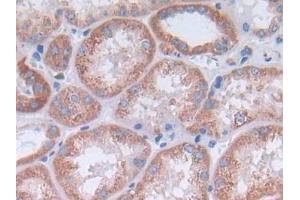 IHC-P analysis of Kidney tissue, with DAB staining. (IL-4 antibody  (AA 25-153))