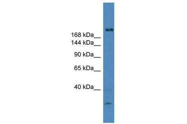 USP9Y antibody  (C-Term)