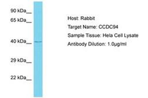 CCDC94 antibody  (AA 239-288)