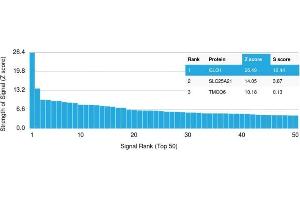 Analysis of Protein Array containing more than 19,000 full-length human proteins using Lactoylglutathione Lyase Monoclonal Antibody (CPTC-GLO1-1). (GLO1 antibody)