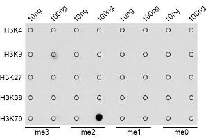 Dot-blot analysis of all sorts of methylation peptides using DiMethyl-Histone H3-K79 antibody. (Histone 3 antibody  (H3K9me2))