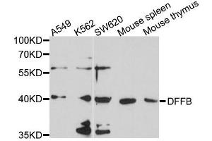 Western blot analysis of extracts of various cells, using DFFB antibody. (DFFB antibody)