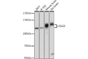 Western blot analysis of extracts of various cell lines, using DLG3 pAb (ABIN7266794) at 1:1000 dilution. (DLG3 antibody  (AA 464-817))