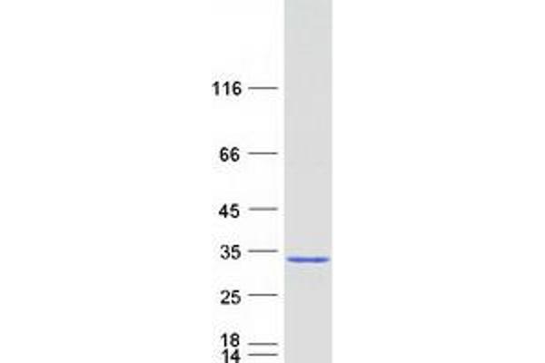 ERAS Protein (Myc-DYKDDDDK Tag)