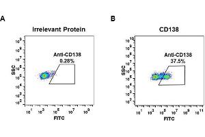 Expi 293 cell line transfected with irrelevant protein  (A) and human CD138  (B) were surface stained with Rabbit anti-CD138 monoclonal antibody 1 μg/mL (clone: DM45) followed by Alexa 488-conjugated anti-rabbit IgG secondary antibody. (Recombinant Syndecan 1 antibody  (AA 23-254))