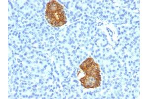 Formalin-fixed, paraffin-embedded human Pancreas stained with Insulin Mouse Monoclonal Antibody (E2-E3+2D11-H5). (Insulin antibody)