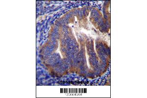 KLC2 Antibody immunohistochemistry analysis in formalin fixed and paraffin embedded human uterus tissue followed by peroxidase conjugation of the secondary antibody and DAB staining. (KLC2 antibody  (N-Term))