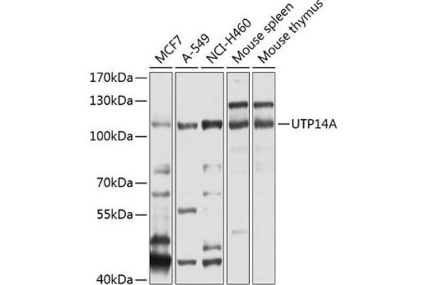 UTP14A antibody  (AA 1-260)