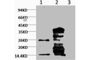 Western blot analysis of Hela, diluted at 1) 1:1000 2) 1:3000 (Mono-Methyl-Histone H3(K79) (H3K79me) antibody)