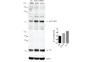 Western Blot analysis of Human iPSC-derived cortical neurons showing detection of Tau protein using Rabbit Anti-Tau Monoclonal Antibody, Clone AH36 (ABIN6932888). (tau antibody  (pSer202, pThr205) (Atto 594))
