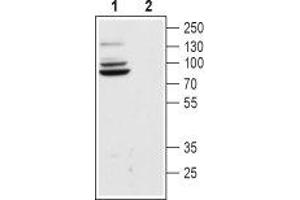 Western blot analysis of rat brain lysate: - 1. (HCN4 antibody  (Intracellular, N-Term))