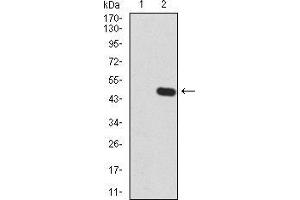 Western blot analysis using GLI1 mAb against HEK293 (1) and GLI1 (AA: 284-449)-hIgGFc transfected HEK293 (2) cell lysate. (GLI1 antibody  (AA 284-449))