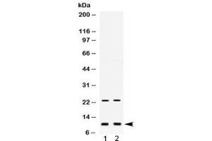 Western blot testing of 1) mouse liver and 2) mouse spleen lysate with Eg-Vegf antibody. (Prokineticin 1 antibody  (AA 20-105))