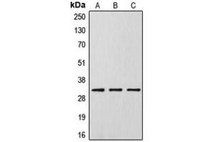 Western blot analysis of DLX5 expression in HeLa (A), Raw264. (DLX5 antibody  (Center))