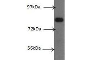 Western blot analysis of mouse liver tissue subjected to SDS-PAGE with Glucuronidase, Beta Polyclonal Antibody at a dilution of 1:500. (Glucuronidase beta antibody)