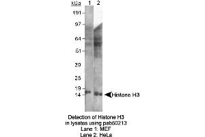 Image no. 1 for anti-Histone 3 (H3) (AA 100-200) antibody (ABIN363522) (Histone 3 antibody  (AA 100-200))