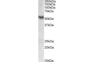 ABIN625825 (0. (RORC antibody  (AA 200-212))