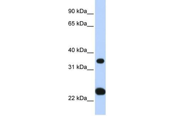 SLC25A35 antibody  (N-Term)