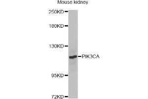 Western blot analysis of extracts of mouse kidney, using PIK3CA Antibody. (PIK3CA antibody)