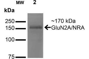 Western Blot analysis of Monkey COS cells transfected with GFP-tagged NR2A showing detection of ~170 kDa GluN2A/NR2A protein using Mouse Anti-GluN2A/NR2A Monoclonal Antibody, Clone S327-95 . (NMDAR2A antibody  (AA 75-325) (Atto 594))