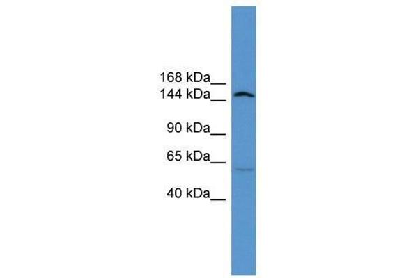 ATP10D antibody  (Middle Region)